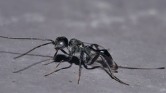 Aulacidae