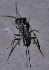 Aulacidae