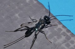 Aulacidae