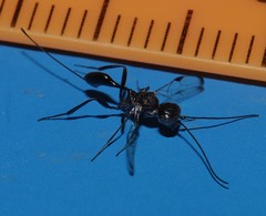 Aulacidae