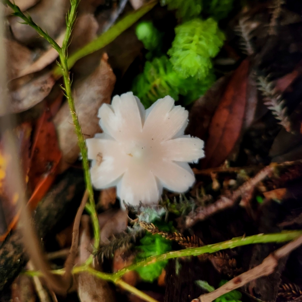 Humidicutis horakii · January 2026 · photo: © archie_tarn (iNaturalist, cc-by)
