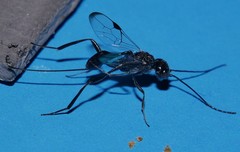 Aulacidae