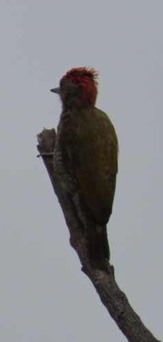 Little Woodpecker