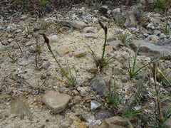 Carex aquatilis stans