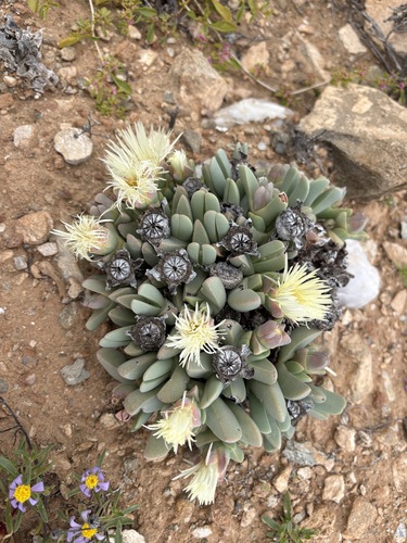 Golden Clockfig (Cheiridopsis robusta)