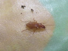 Pseudoplatyderus amblyops