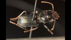 Dixus clypeatus