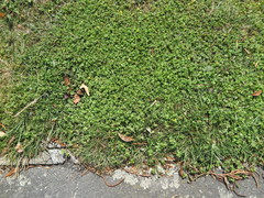 Oxalis exilis