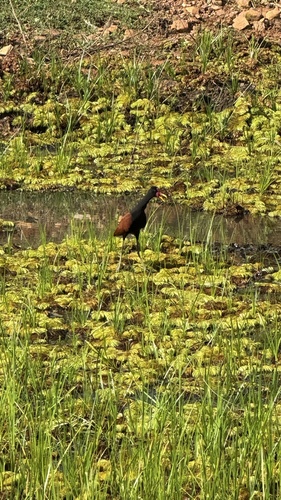 Wattled Jacana