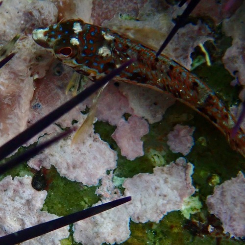 Zaca blenny (Malacoctenus zacae) — Labrisomidae — 3