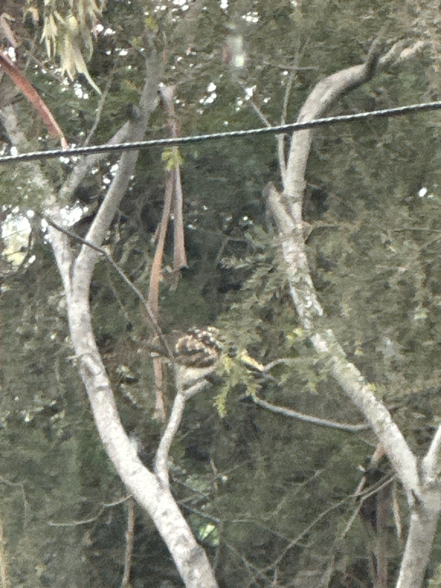 Pacific Koel (Eudynamys orientalis), photo 3