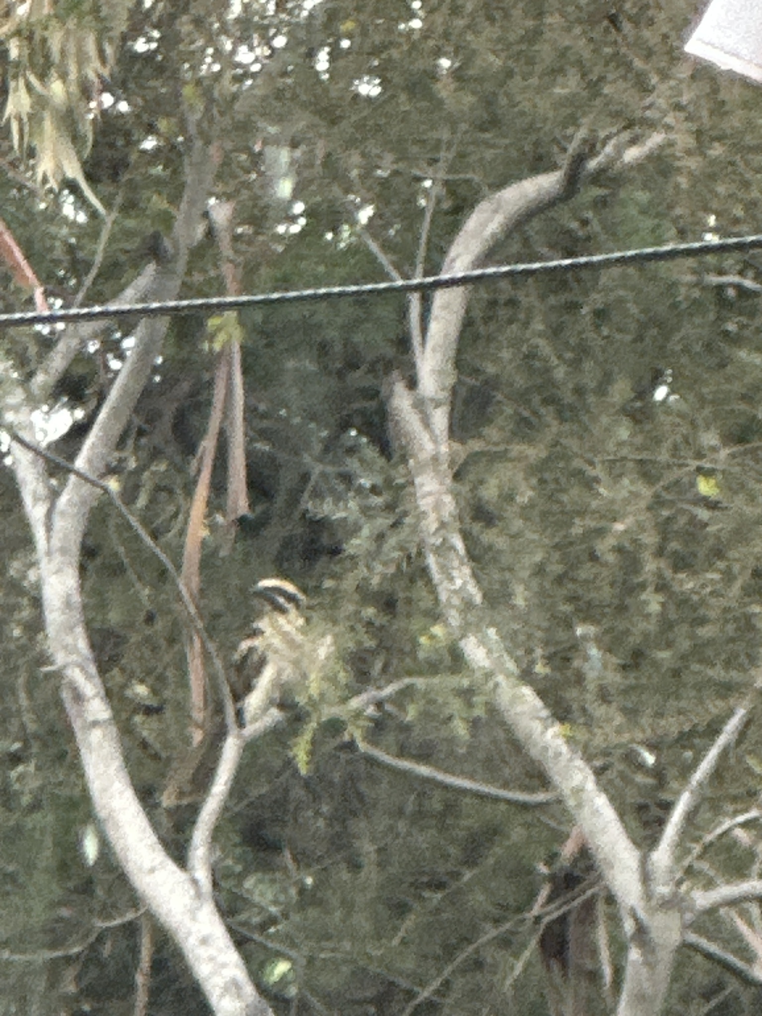 Pacific Koel (Eudynamys orientalis), photo 4