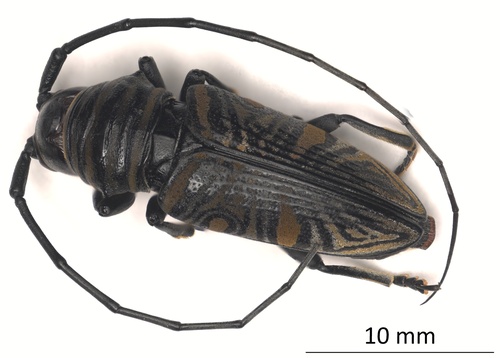Hieroglyph Longhorn
