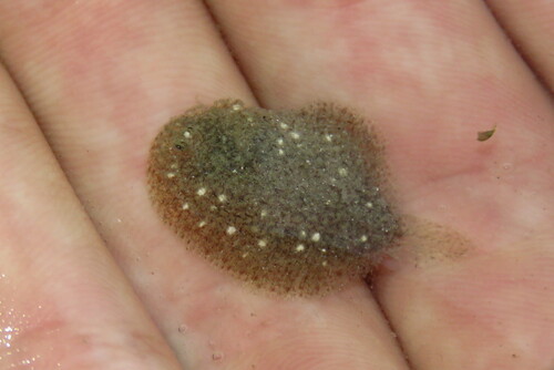 Lined sole (Achirus lineatus) — Achiridae — 3