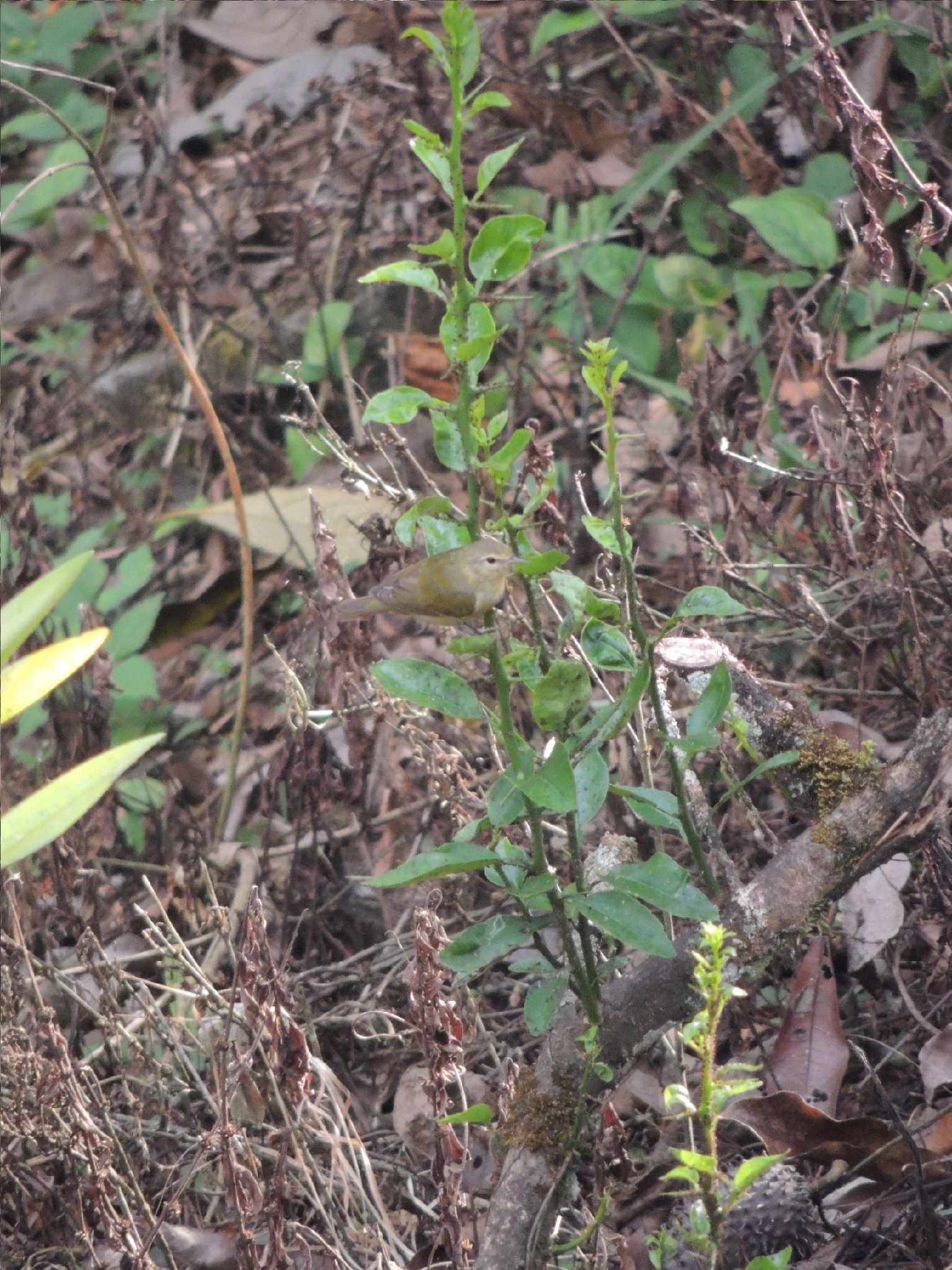 Tennessee Warbler (Leiothlypis peregrina), photo 6