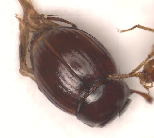 Panelus rhodesiensis