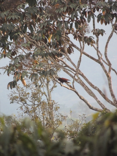 Montezuma Oropendola (Psarocolius montezuma), photo 8