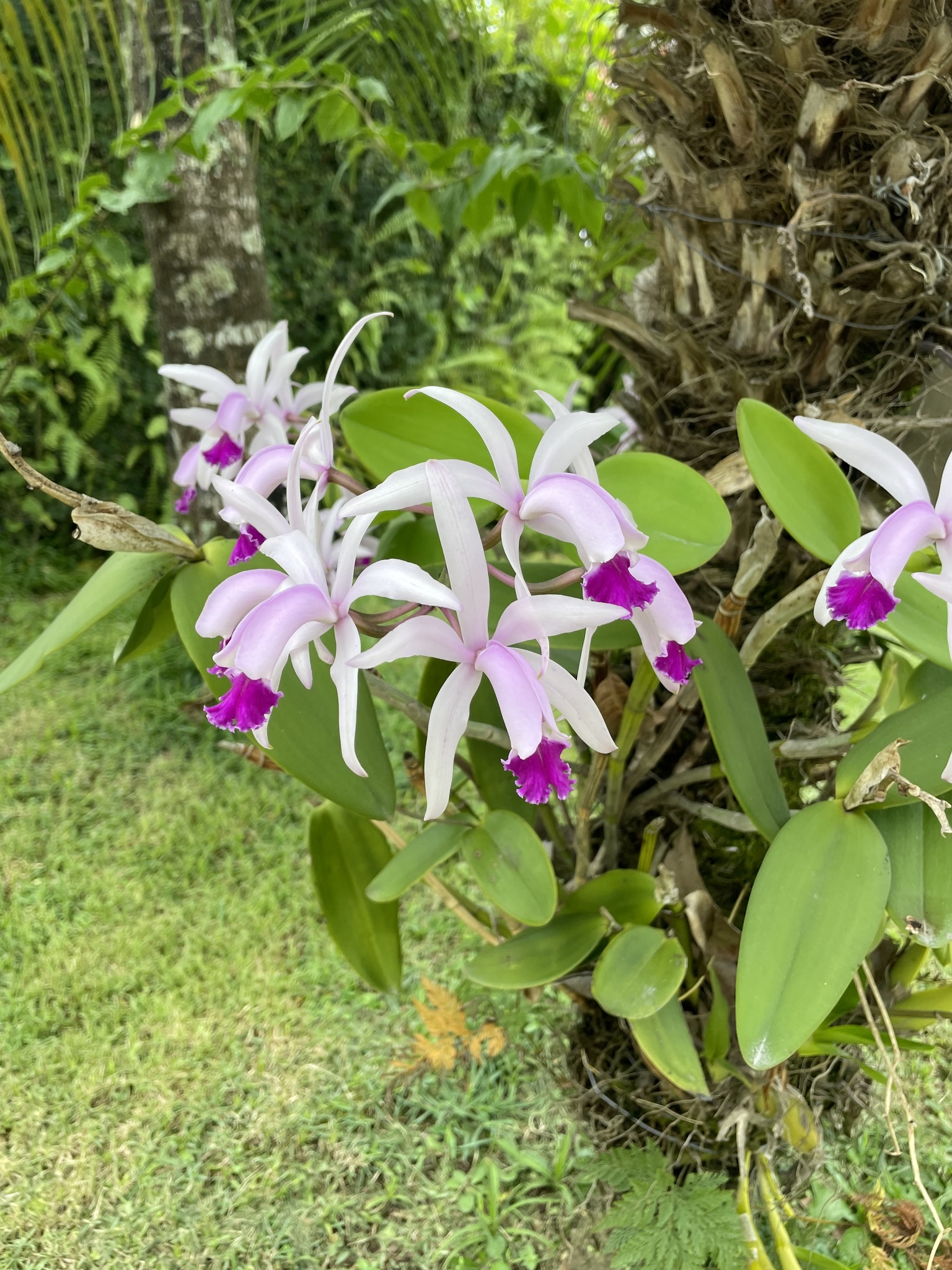 Candida Cattleya