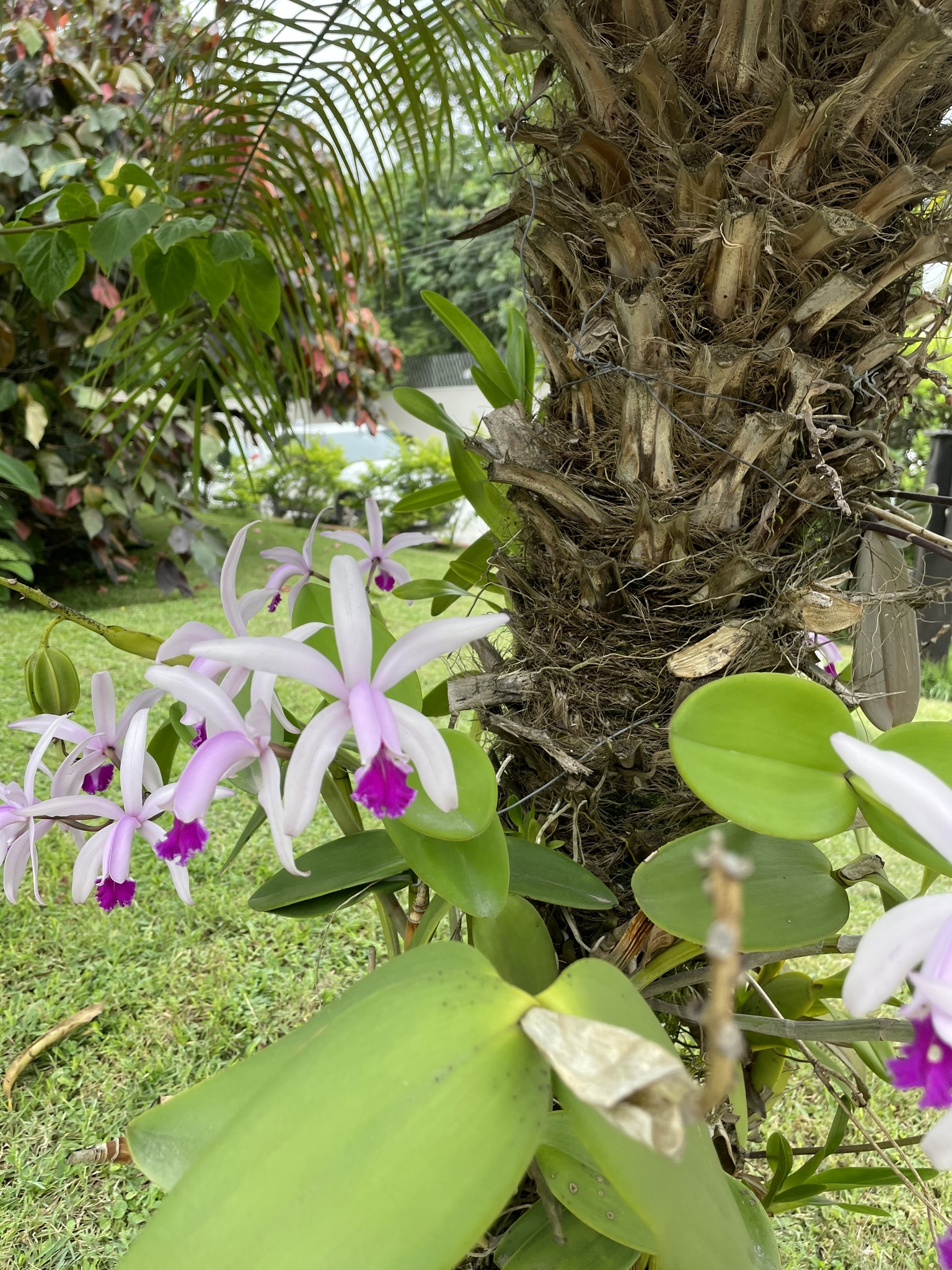 Cattleya × cypheri (Rolfe) Van den Berg 2