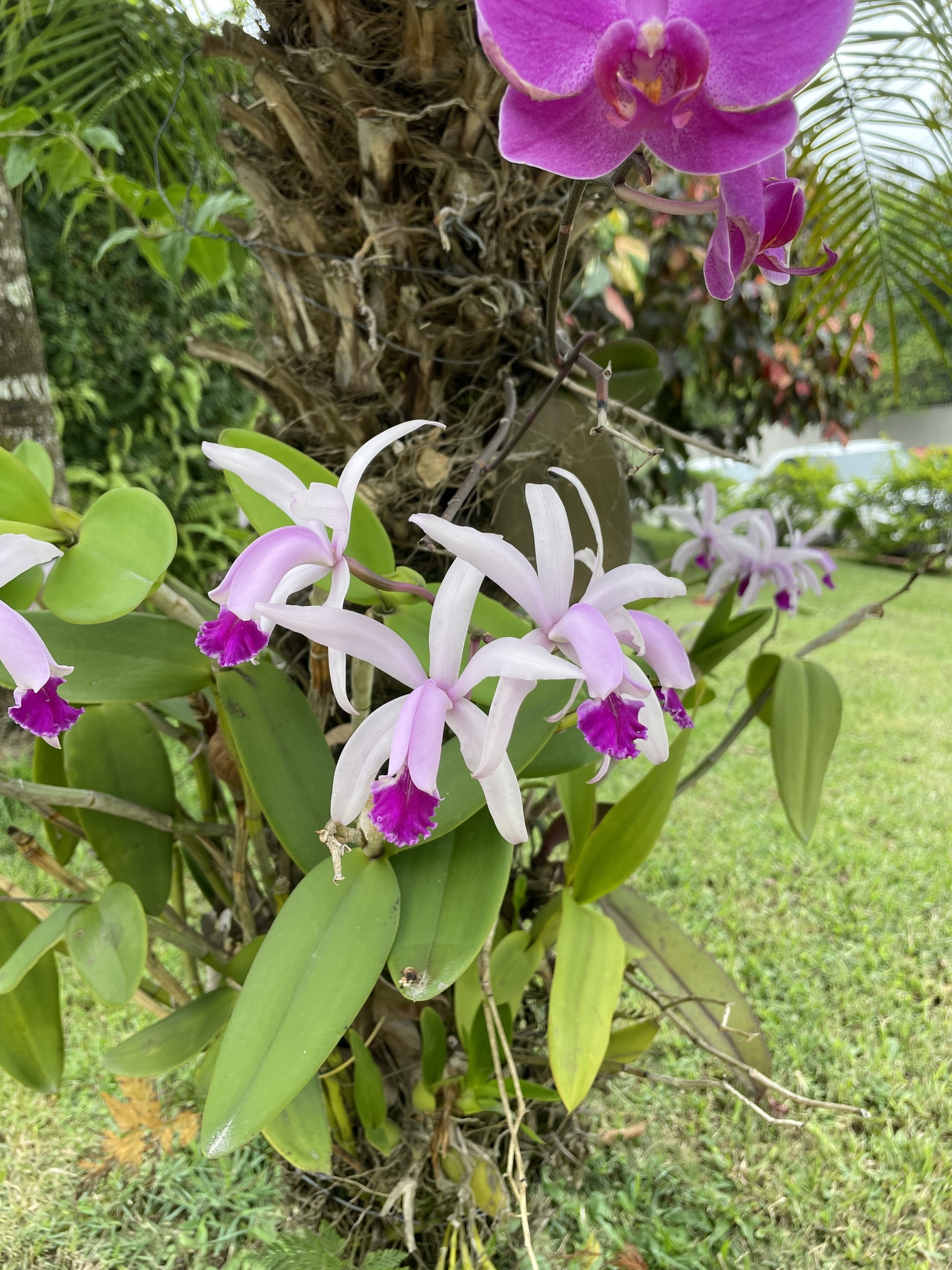 Cattleya × cypheri (Rolfe) Van den Berg 3