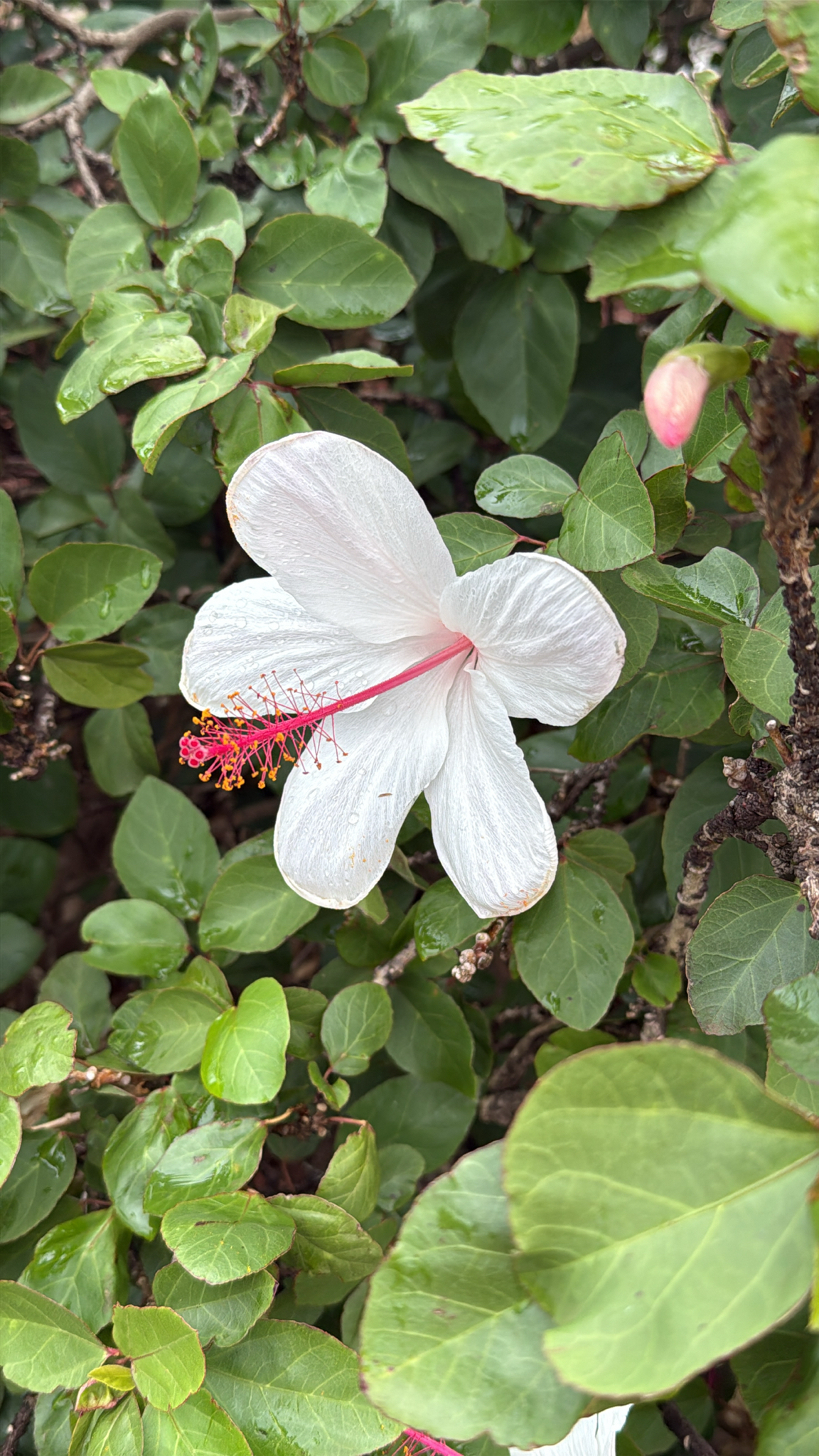 Imagem de Hibisco