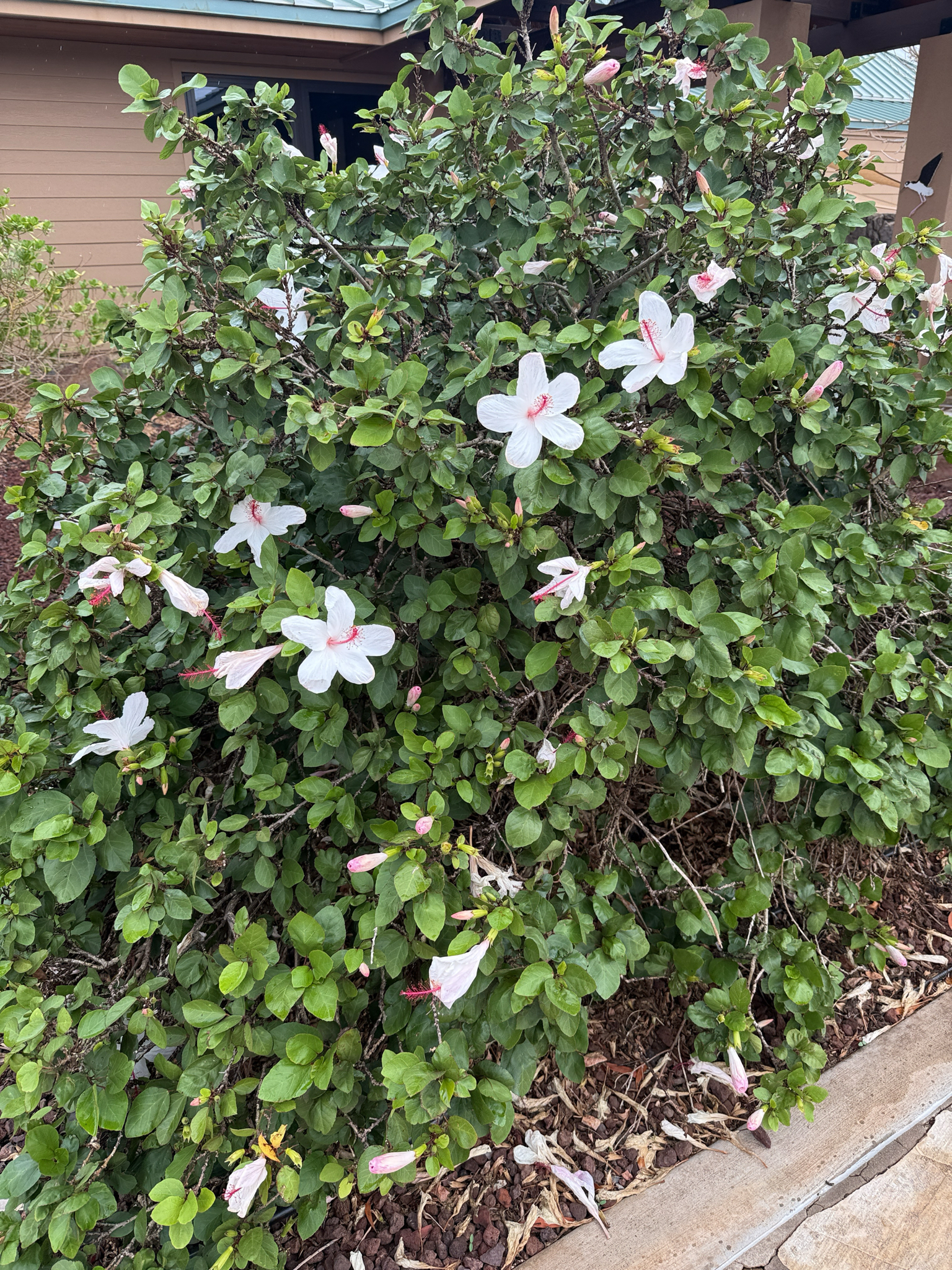 Imagem de Hibisco