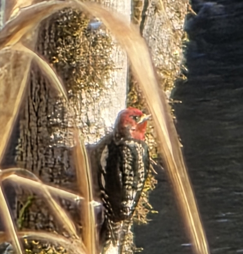 Red-breasted Sapsucker (Sphyrapicus ruber), photo 6