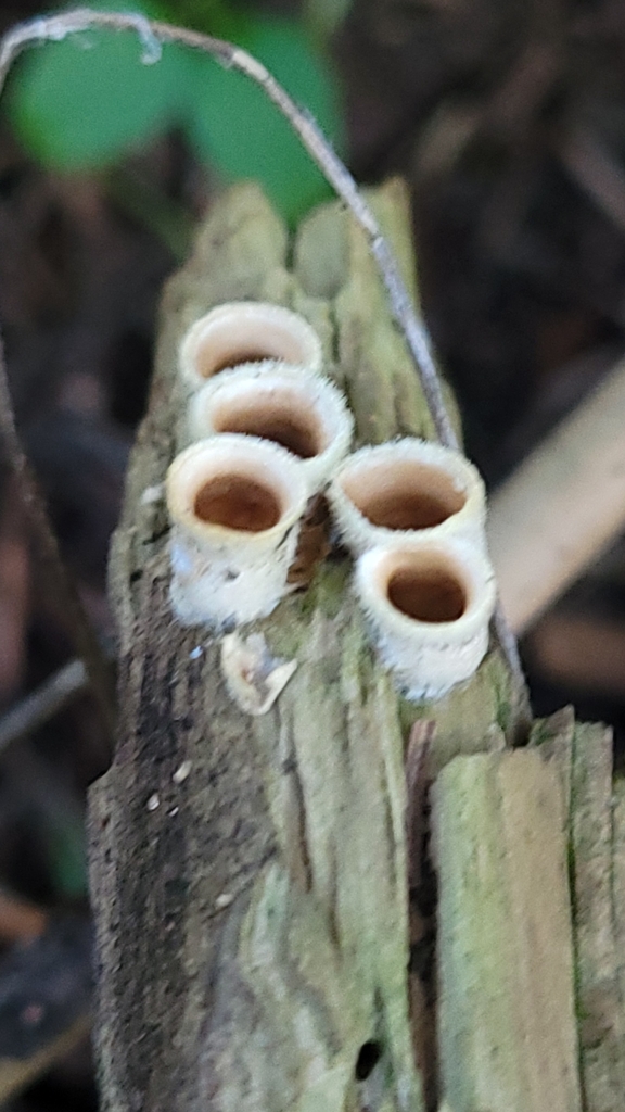 Nidula niveotomentosa · January 2026 · photo: © daveincamas (iNaturalist, cc0)