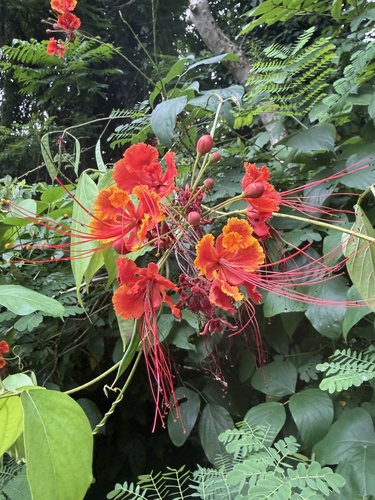 Caesalpinia pulcherrima