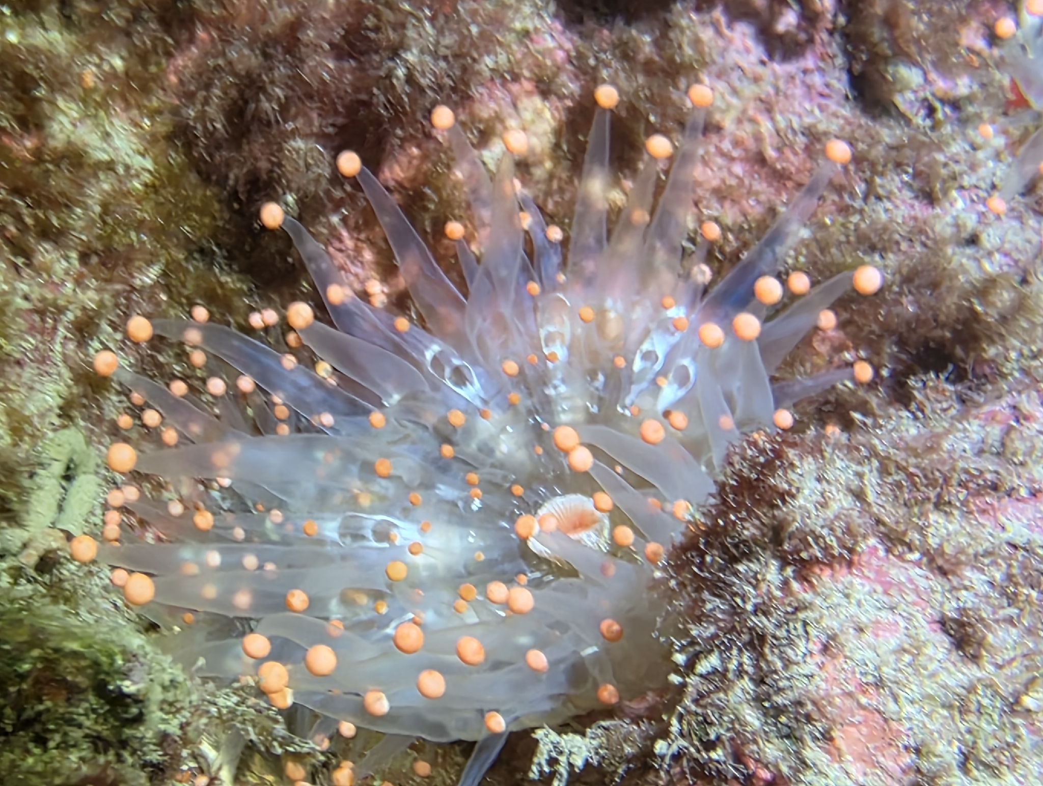 Pseudocorynactis caribbeorum Den Hartog, 1980