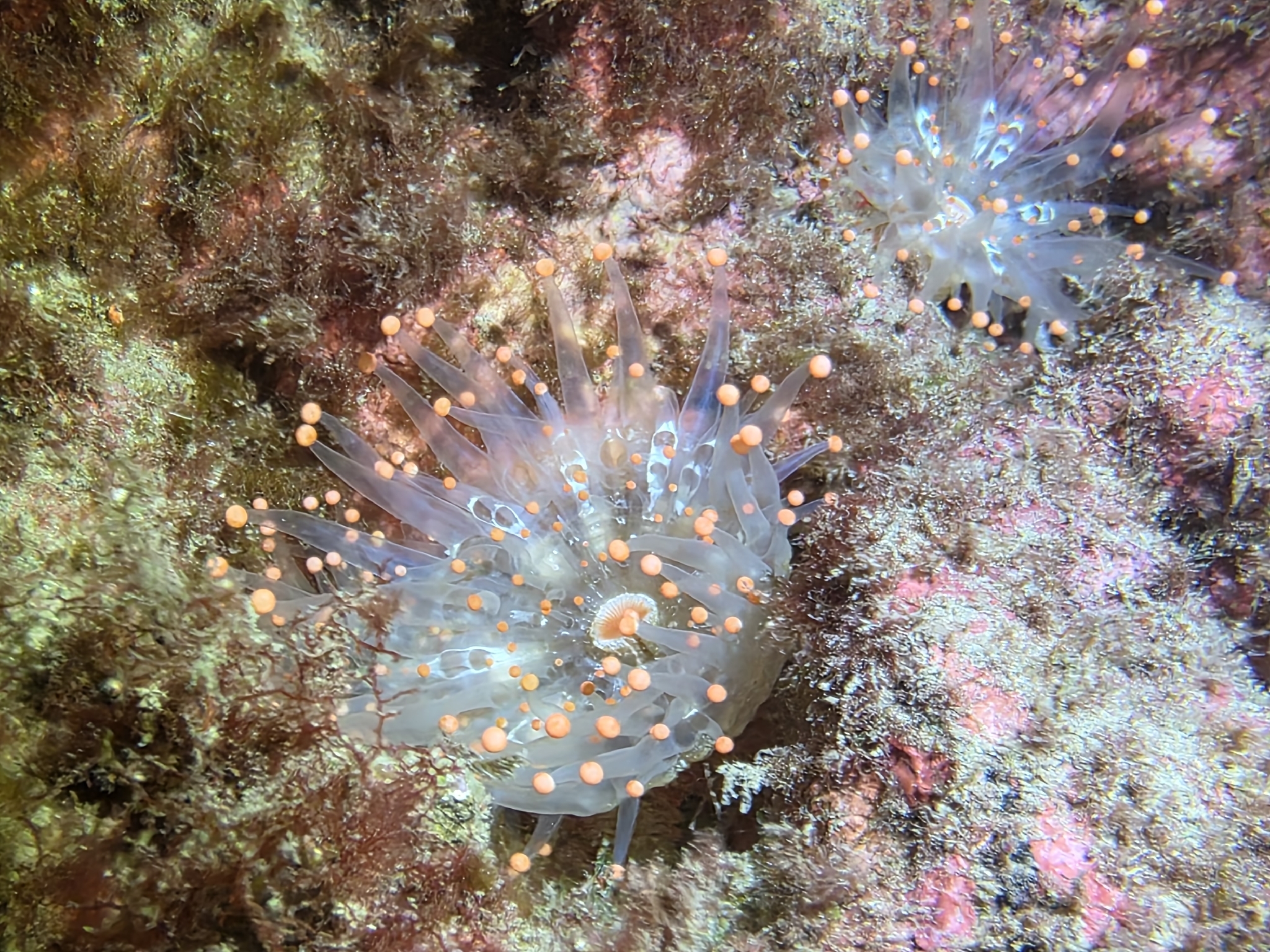 Pseudocorynactis caribbeorum Den Hartog, 1980