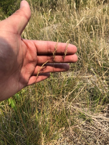 Vasey's Oatgrass (Danthonia intermedia)