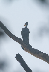 Mulleripicus pulverulentus