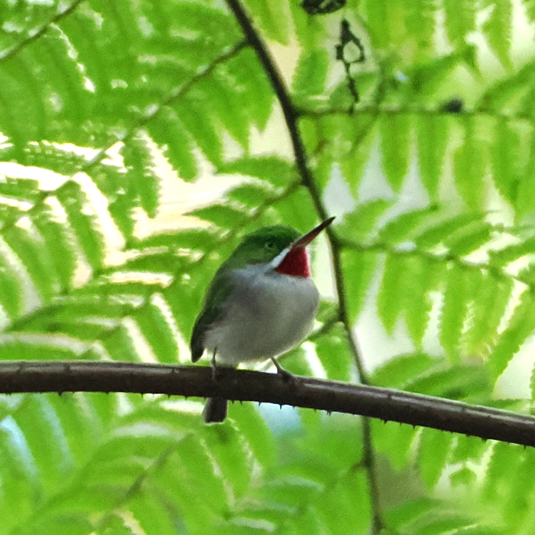 Narrow-billed Tody (Todus angustirostris), photo 1