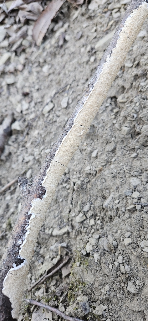 Irpex lacteus · January 2026 · photo: © bobhoard (iNaturalist, cc-by)