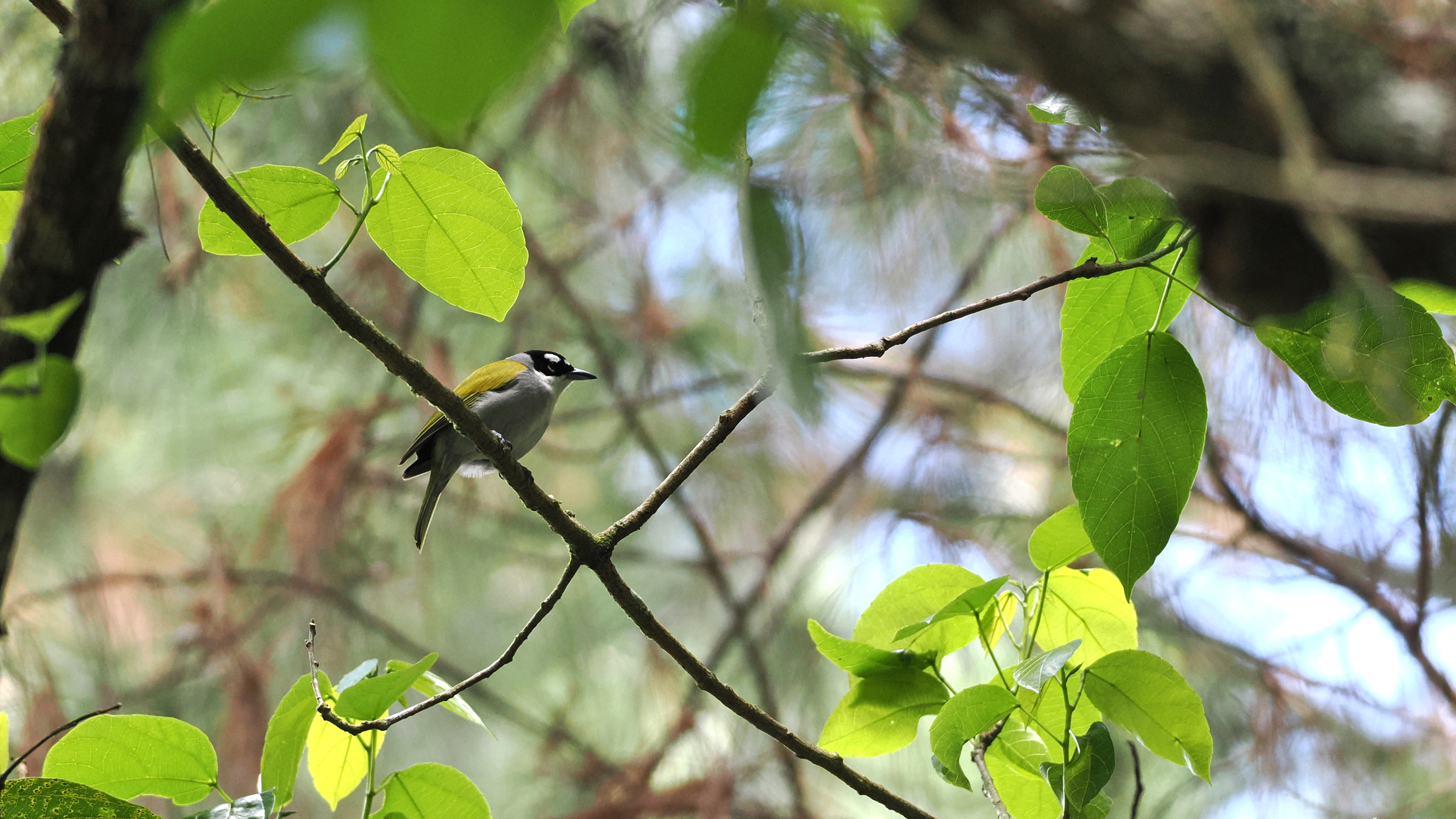 Black-crowned Palm-tanager (Phaenicophilus palmarum), photo 3