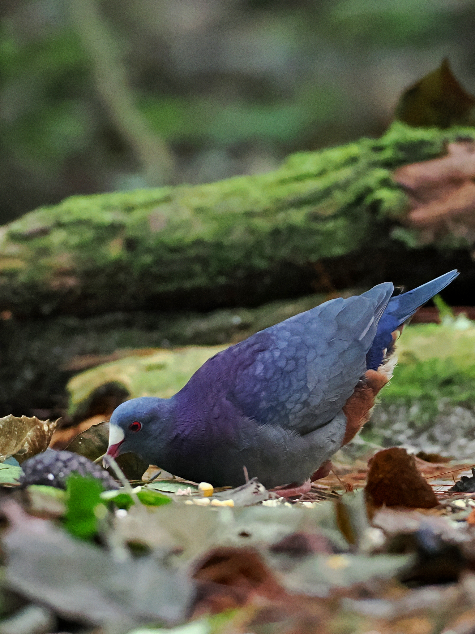 White-fronted Quail-Dove (Geotrygon leucometopia), photo 2