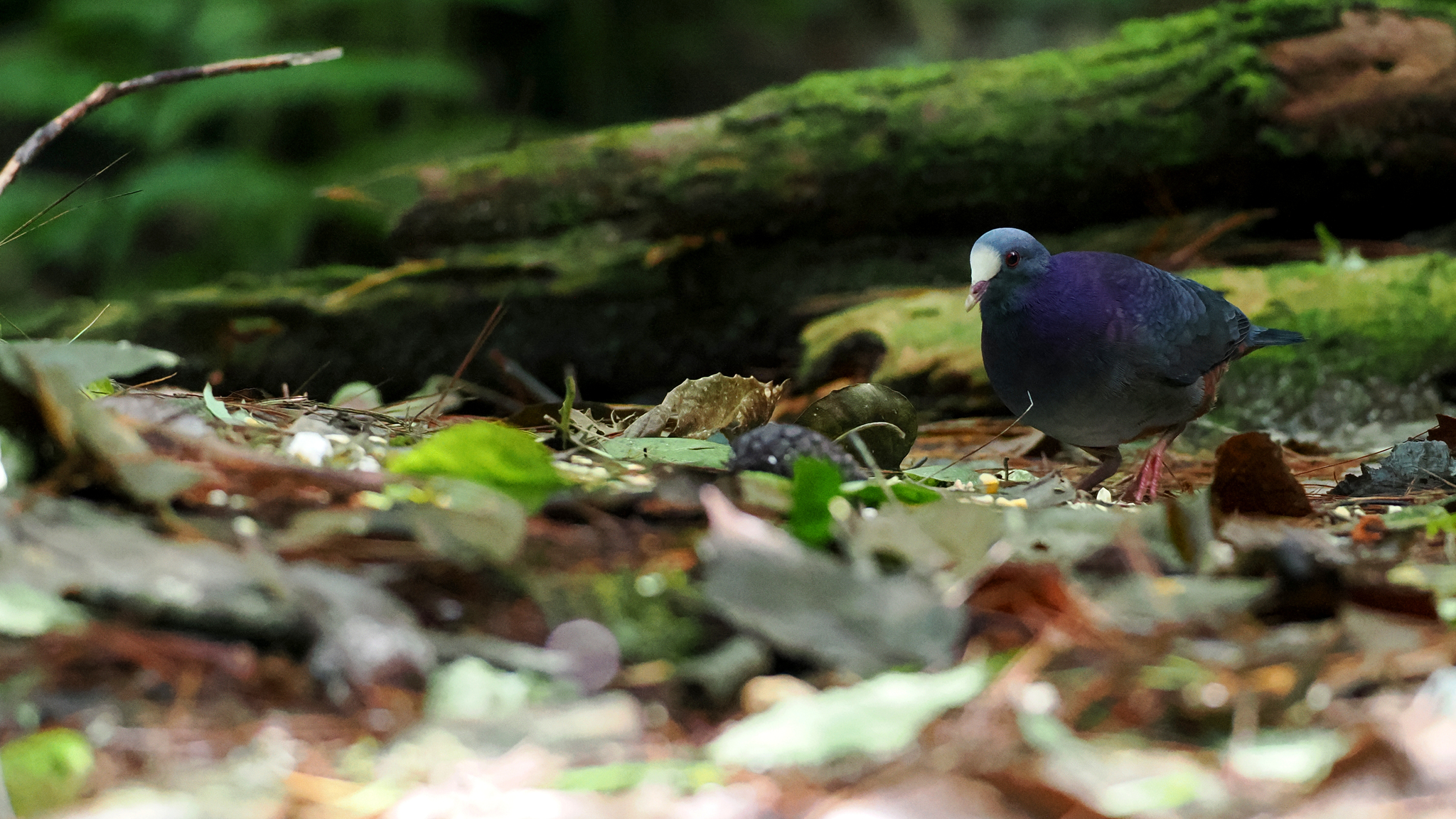 White-fronted Quail-Dove (Geotrygon leucometopia), photo 3