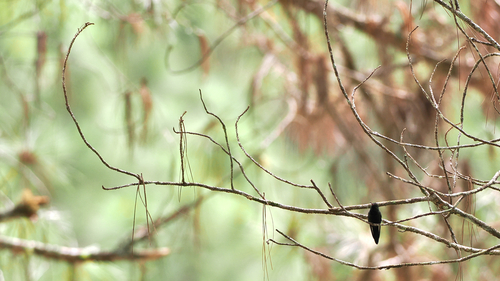 Hispaniolan Emerald (Riccordia swainsonii), photo 2