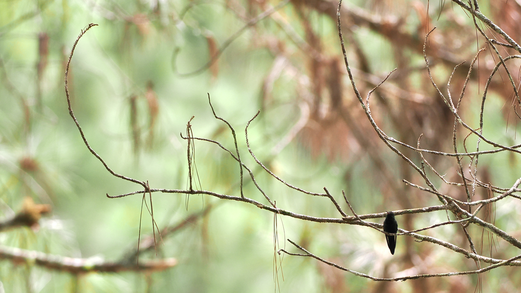 Hispaniolan Emerald (Riccordia swainsonii), photo 2