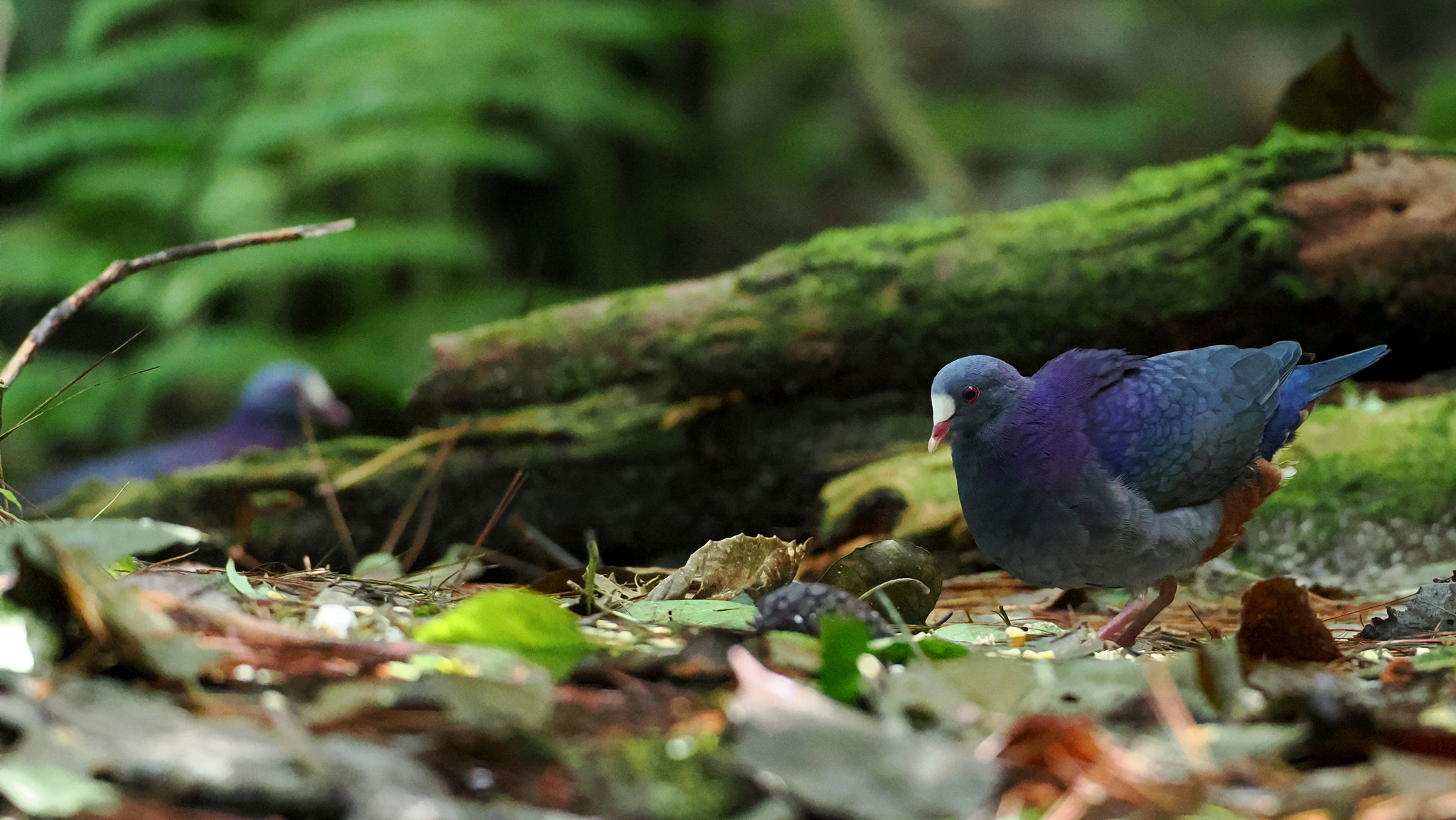 White-fronted Quail-Dove (Geotrygon leucometopia), photo 1