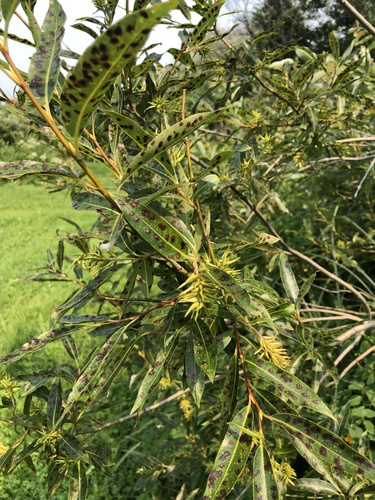 Autumn Willow (Salix serissima)