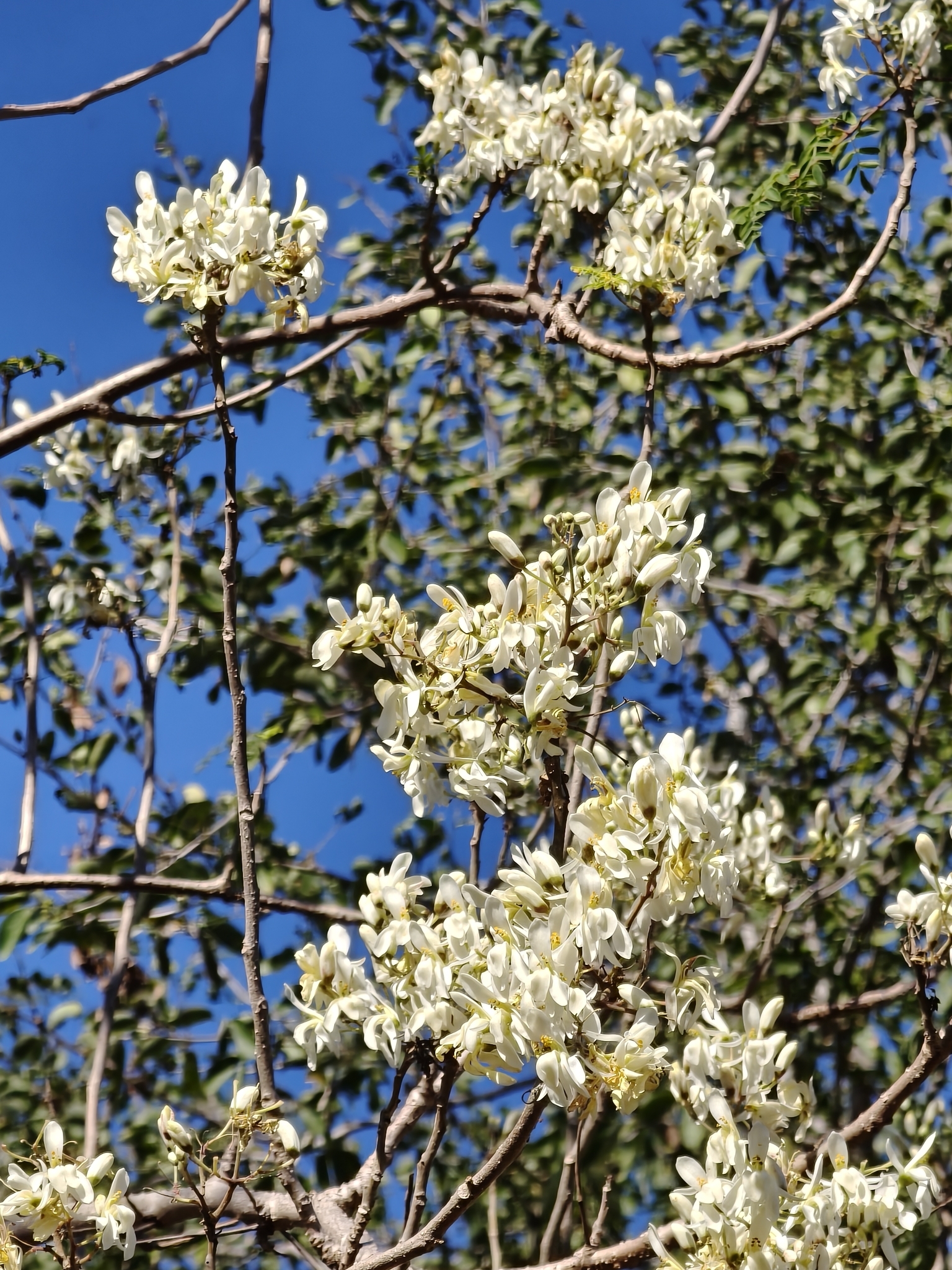 Imagem de Moringa