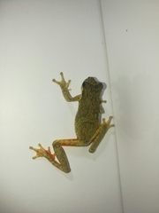 Dendropsophus microps