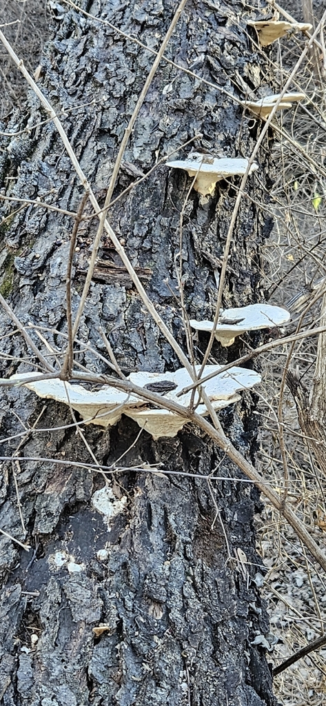 Trametes aesculi · January 2026 · photo: © bobhoard (iNaturalist, cc-by)