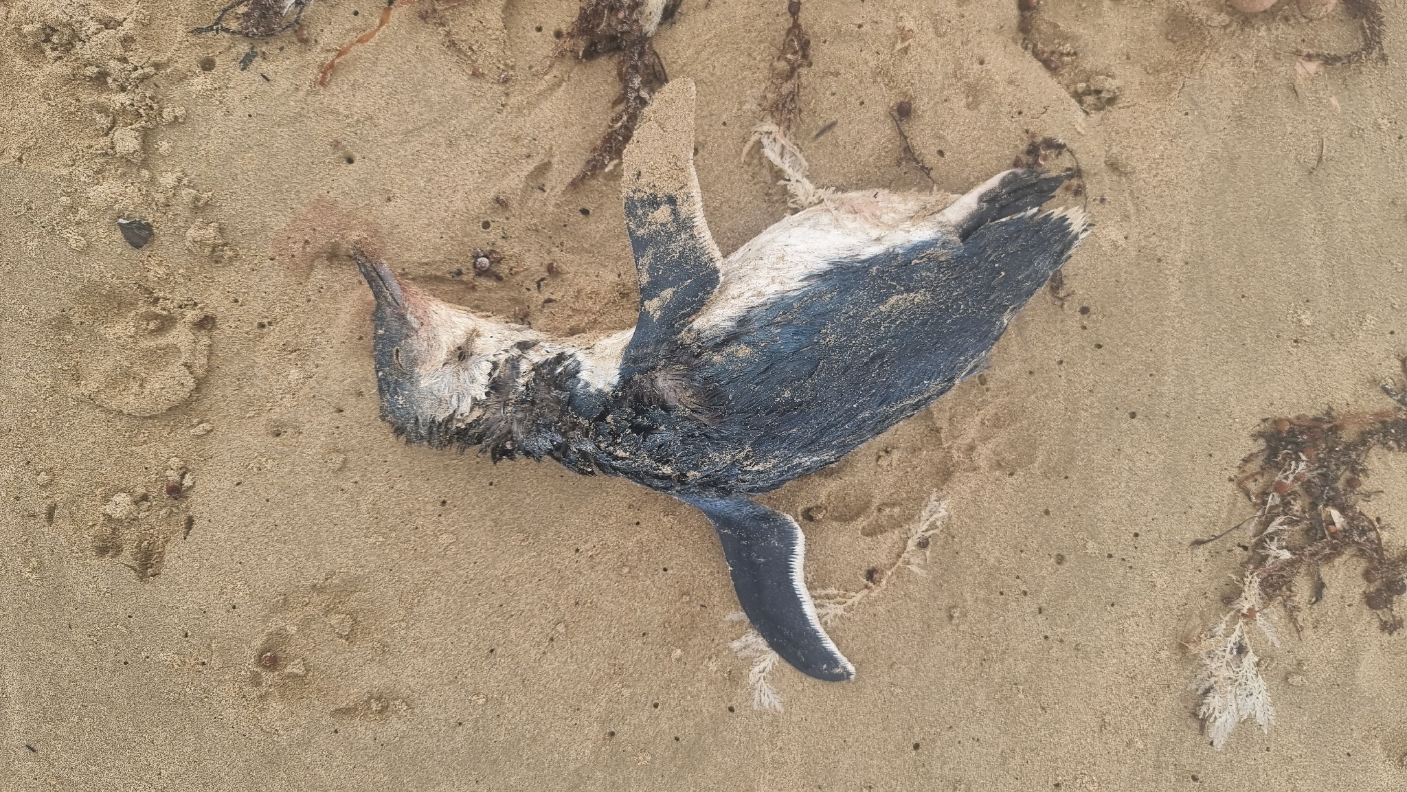 Little Penguin (Eudyptula minor), photo 8
