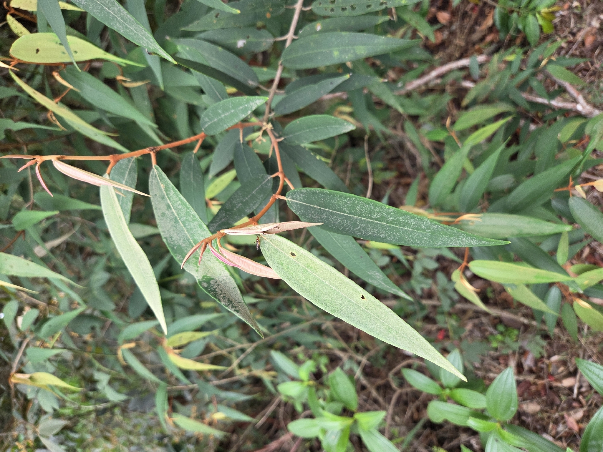 Miconia pepericarpa