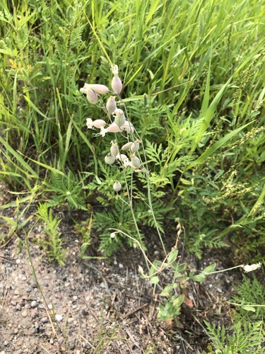 Balkan Catchfly (Silene csereii)