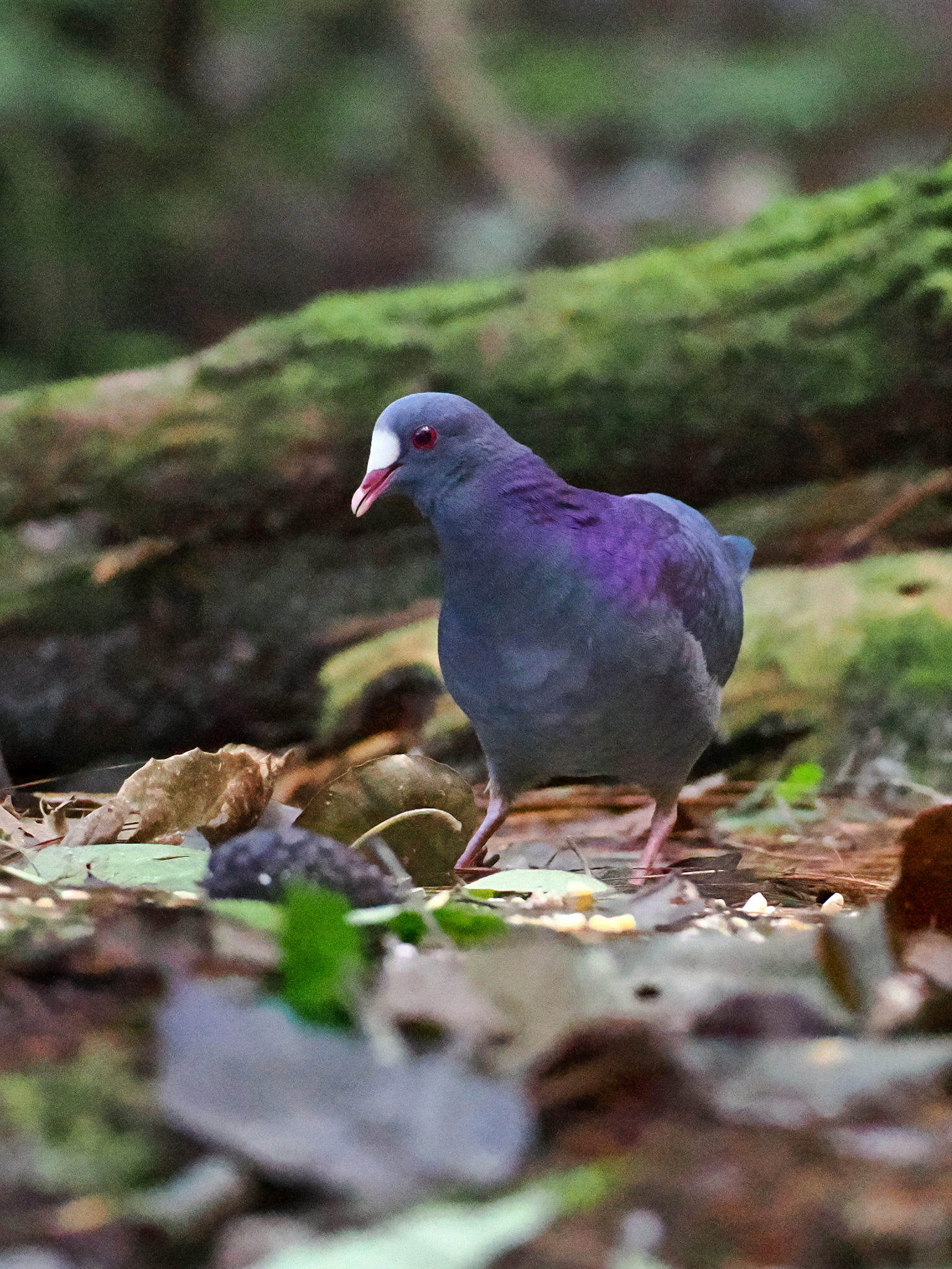 White-fronted Quail-Dove (Geotrygon leucometopia), photo 4