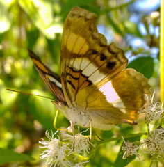 Doxocopa laure laure